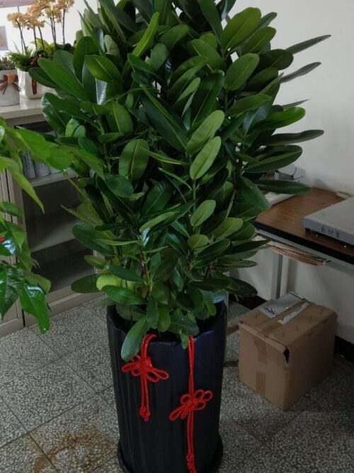 龍珠果開幕盆栽