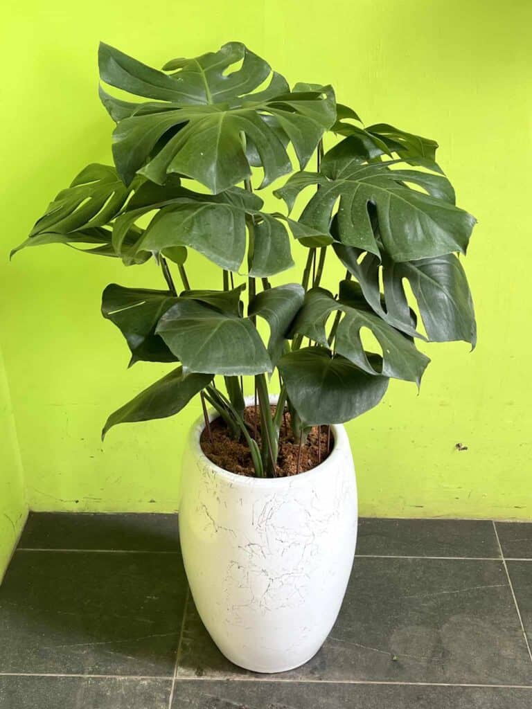 龜背芋盆栽