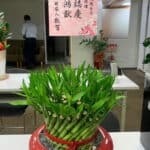 一盆開運竹，升職好兆頭