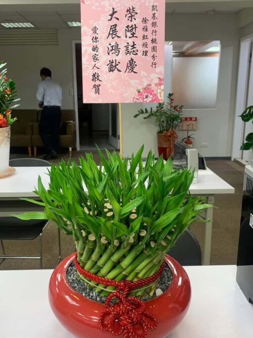 一盆開運竹，升職好兆頭