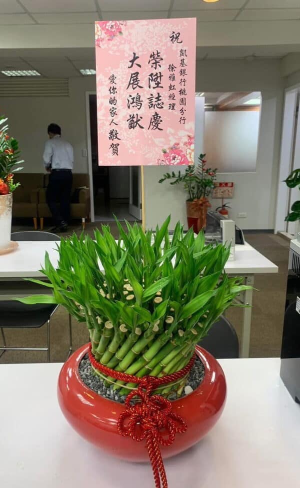 一盆開運竹，升職好兆頭
