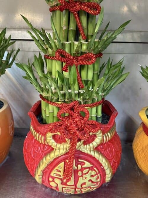 傳統商店開幕賀禮開運竹