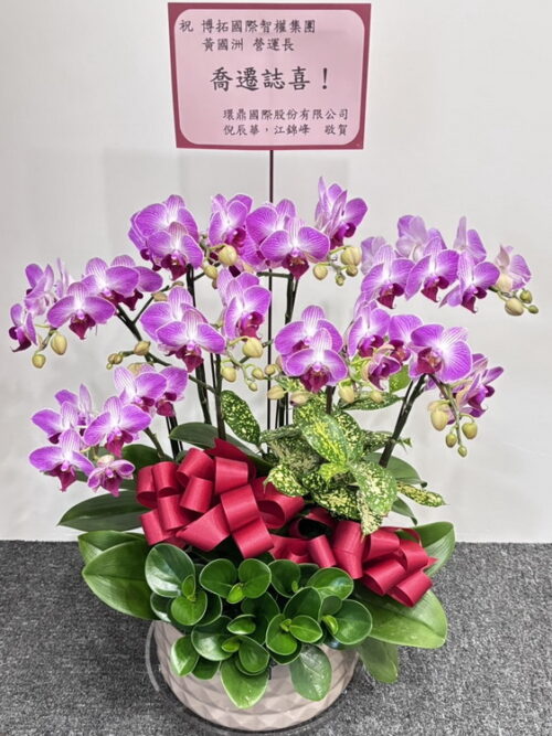 公司喬遷誌喜蘭花 公司喬遷誌喜蘭花