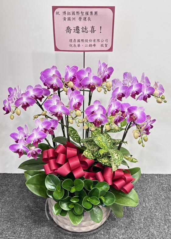 公司喬遷誌喜蘭花 公司喬遷誌喜蘭花