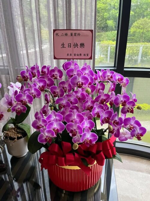 姊姊生日蘭花