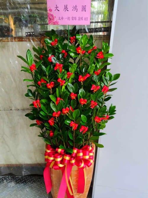 小吃店開幕盆栽