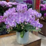 清新高雅蘭花