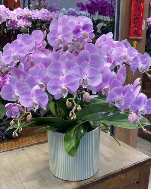 清新高雅蘭花