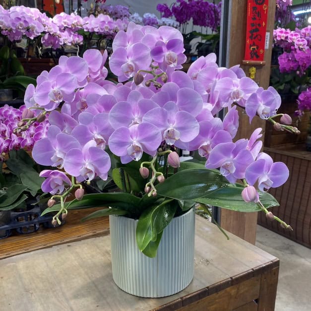 蝴蝶蘭花