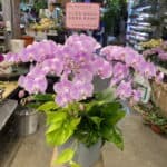 祈福還願蘭花