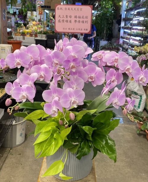 祈福還願蘭花