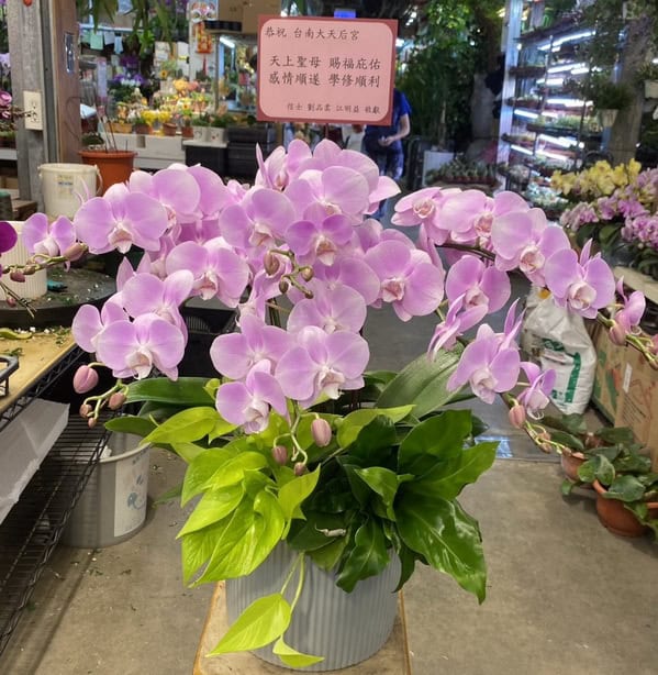 祈福還願蘭花