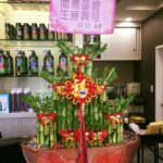 美髮店開幕開運竹盆栽