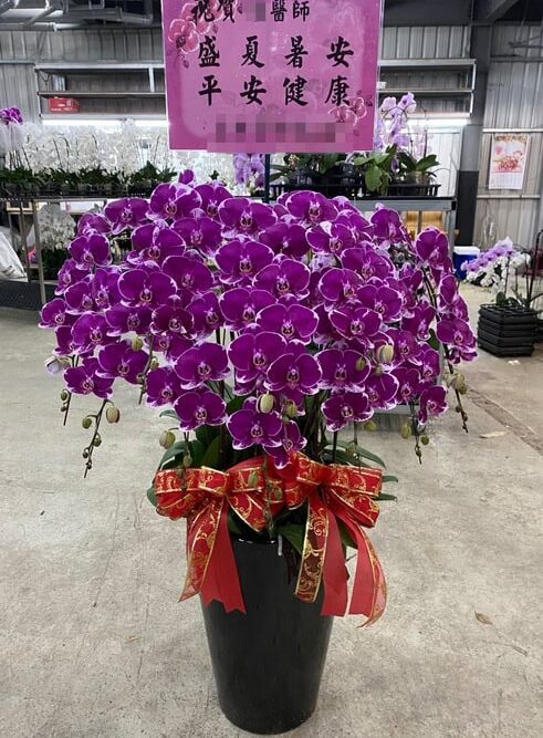 送蘭花給醫生