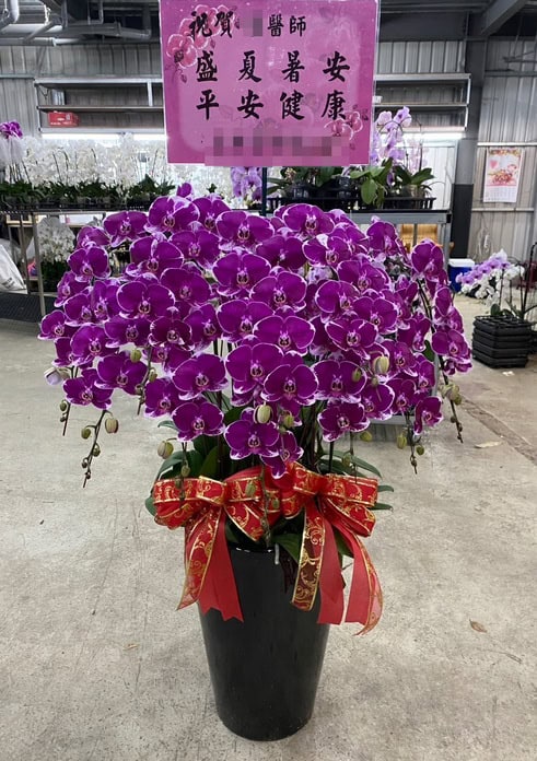 送蘭花給醫生