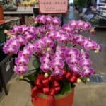 還願蘭花