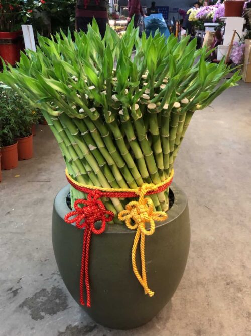 開運竹盆栽