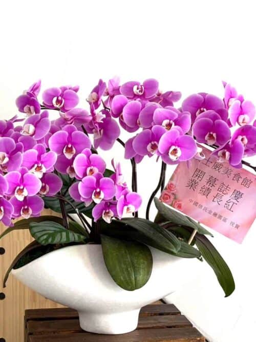 餐廳開幕賀禮蘭花