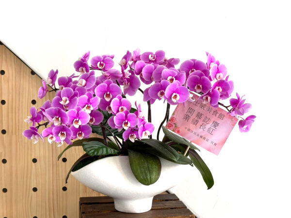 餐廳開幕賀禮蘭花