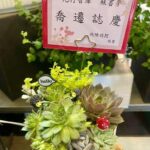 喬遷賀禮盆栽