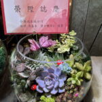 多肉玻璃球盆栽