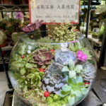 大展鴻圖盆栽