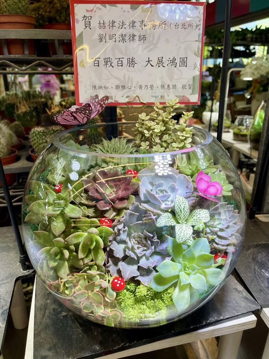 大展鴻圖盆栽