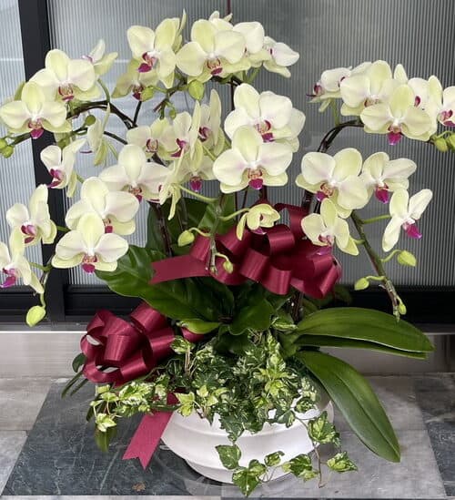 父親節生日蘭花