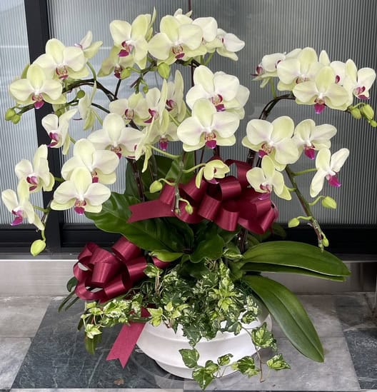 父親節生日蘭花