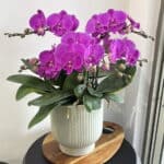 生日賀禮蝴蝶蘭