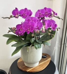 生日賀禮蝴蝶蘭