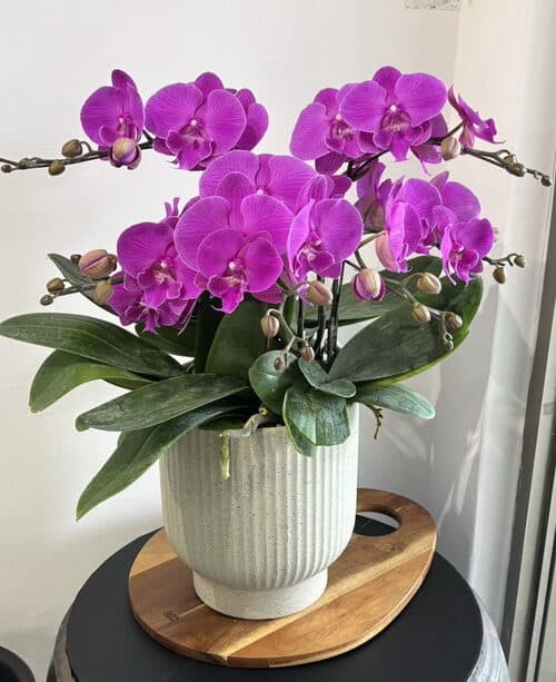 生日賀禮蝴蝶蘭