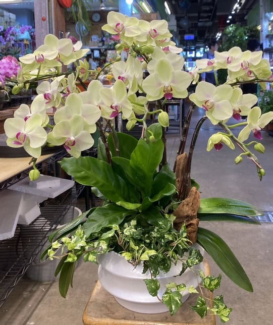 祭祖蘭花jpg