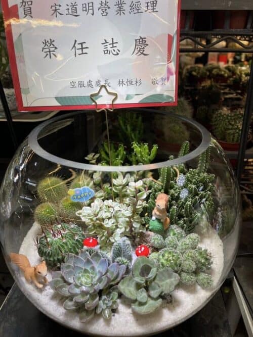 空服員送禮盆栽