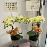 表弟表哥堂弟堂哥告別式蘭花