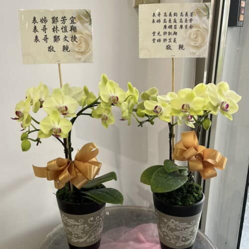 表弟表哥堂弟堂哥告別式蘭花