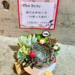 銀行送禮多肉小盆栽 1