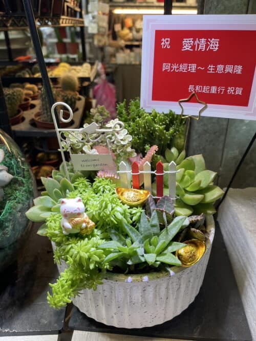 多肉植物酒店送禮