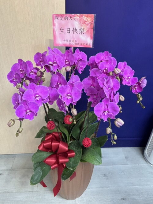 大哥生日快樂蘭花