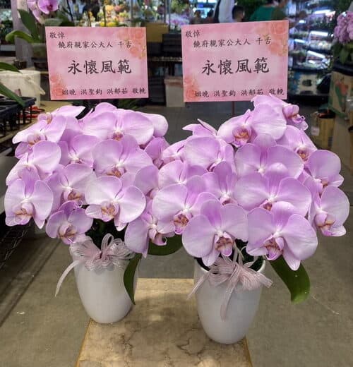 安靈粉色蘭花一對