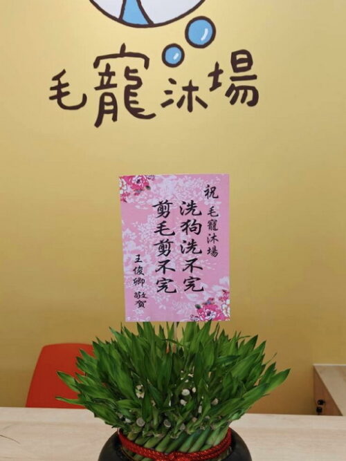 寵物店開幕盆栽