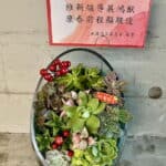 校長榮陞多肉植物