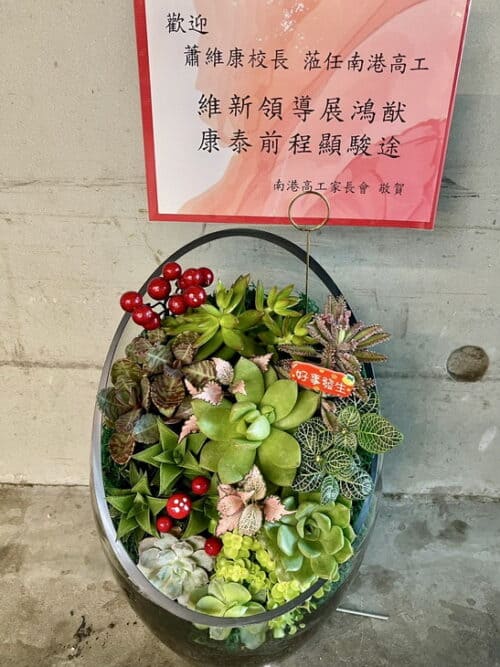 校長榮陞多肉植物