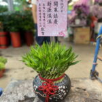 汽車專修店開幕盆栽