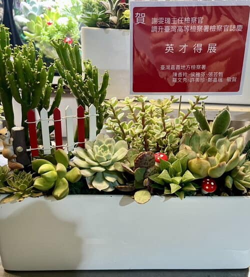 法院多肉盆栽