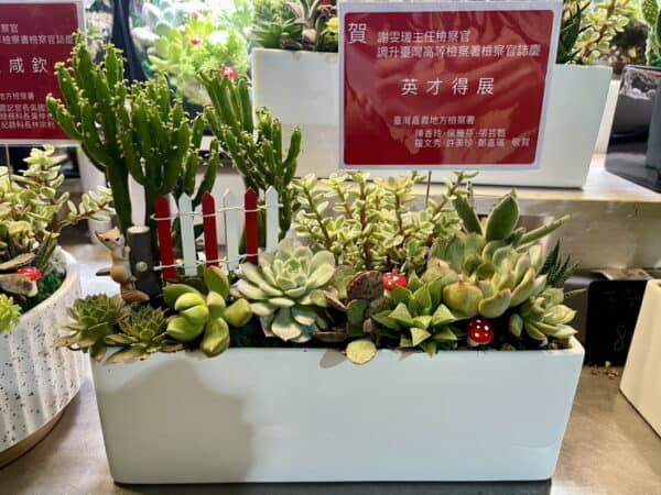 法院多肉盆栽