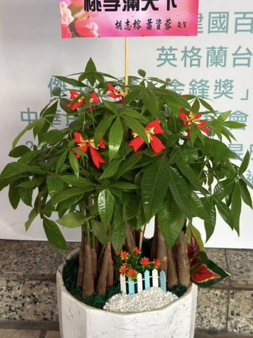 發財樹賀禮盆栽