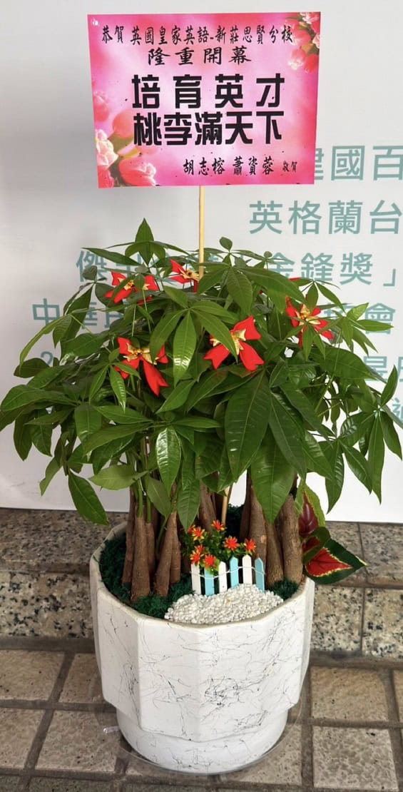 發財樹賀禮盆栽