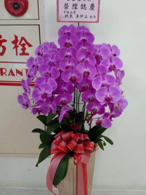 總裁賀禮蘭花