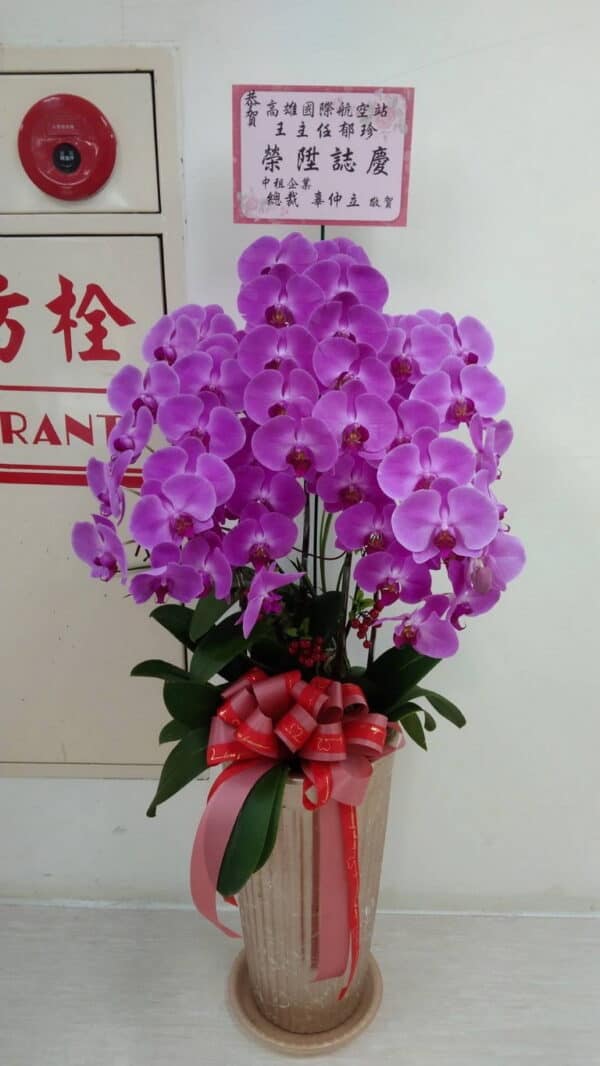 總裁賀禮蘭花